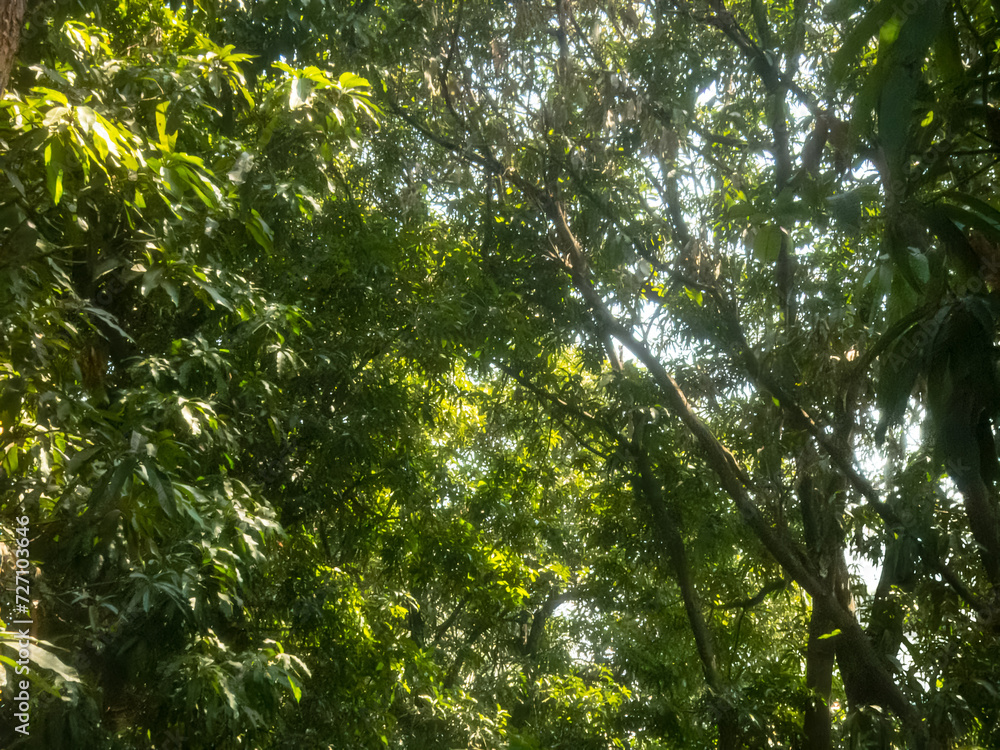 Fototapeta premium Nature green tree dreamy backgound greenery environment wallpaper concept