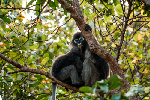 Dusky Langur with their young on the trees photo