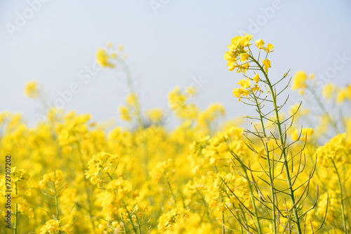 Mustard flower field is full blooming, yellow mustard field landscape industry of agriculture, mustard flowers closeup photo © A Nature's clicks 