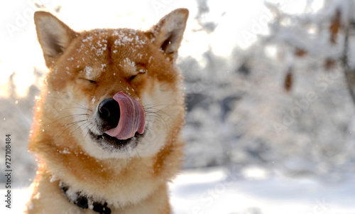 Shiba Inu in the snowy forest
