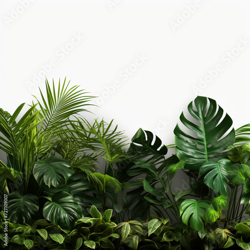 Realistic palm leaves shrubs corner on transparent backgrounds 3d rendering. Background for design. Postcard. Congratulations. Web banner. Wide. Panoramic.with space to copy text. © Daisy