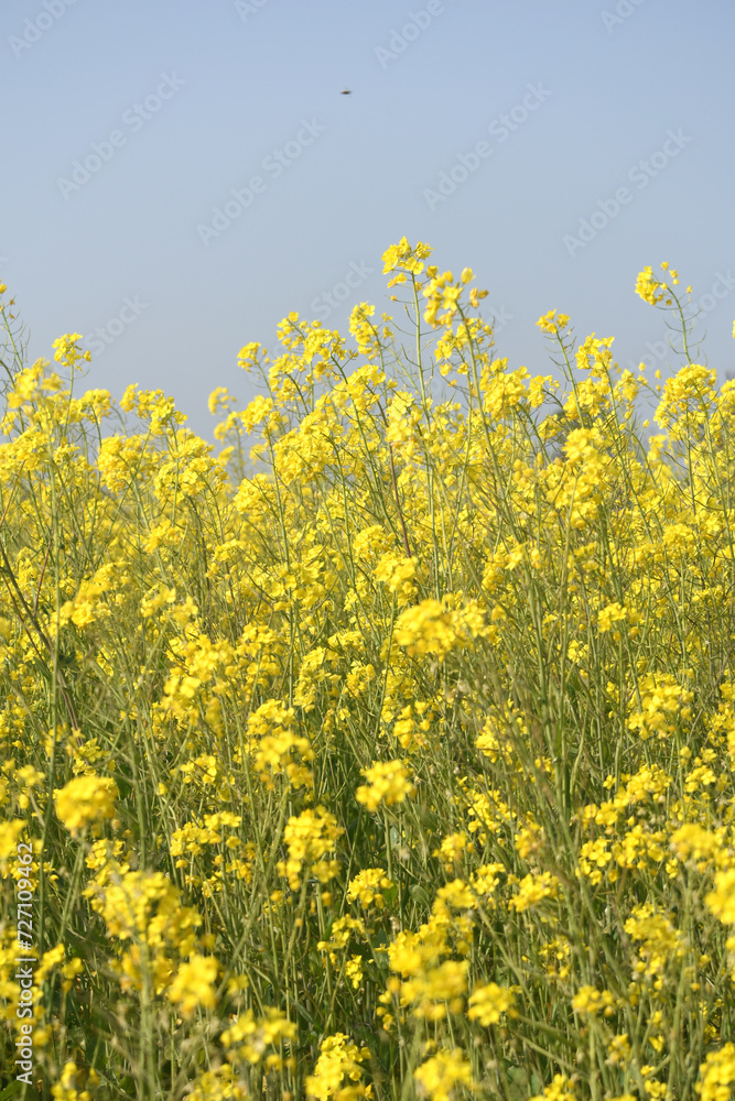 Mustard flower field is full blooming, yellow mustard field landscape industry of agriculture, mustard flowers closeup photo Mustard flower field is full blooming, yellow mustard field landscape industry of agriculture, mustard flowers closeup photo