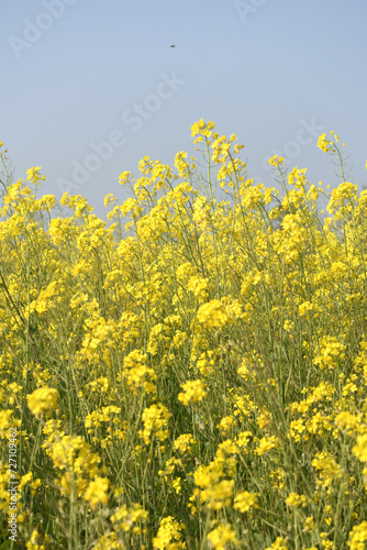 Mustard flower field is full blooming, yellow mustard field landscape industry of agriculture, mustard flowers closeup photo