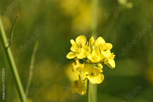 Mustard flower field is full blooming, yellow mustard field landscape industry of agriculture, mustard flowers closeup photo © A Nature's clicks 
