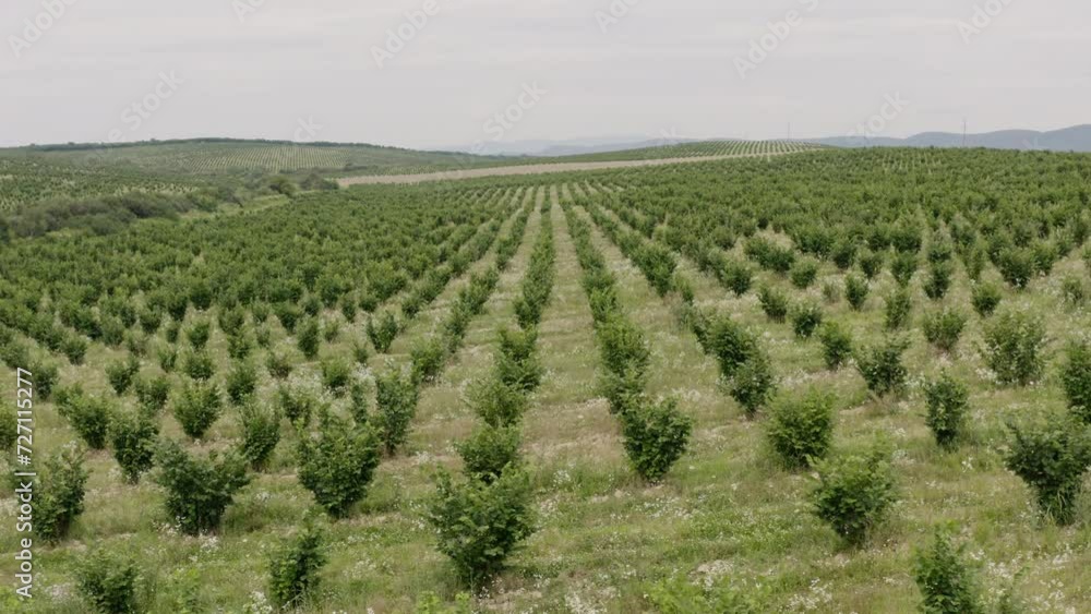Aerial view of a young garden field with hazelnut trees Aerial view of a young garden field with hazelnut trees