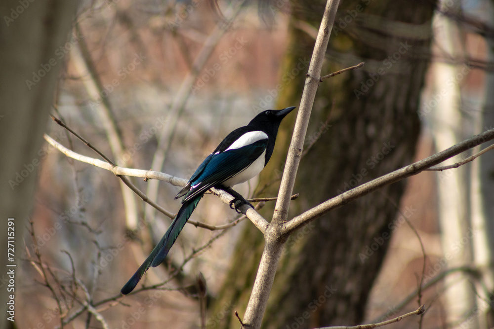 Fototapeta premium magpie bird standing on tree branches in the forest