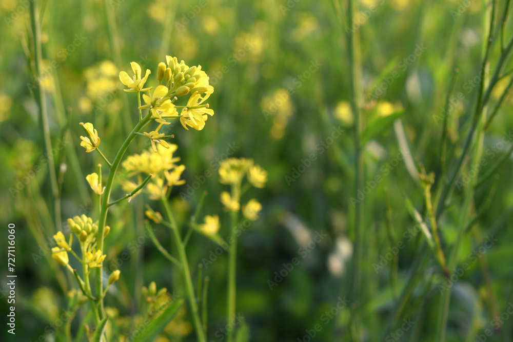 Mustard flower field is full blooming, yellow mustard field landscape industry of agriculture, mustard flowers closeup photo