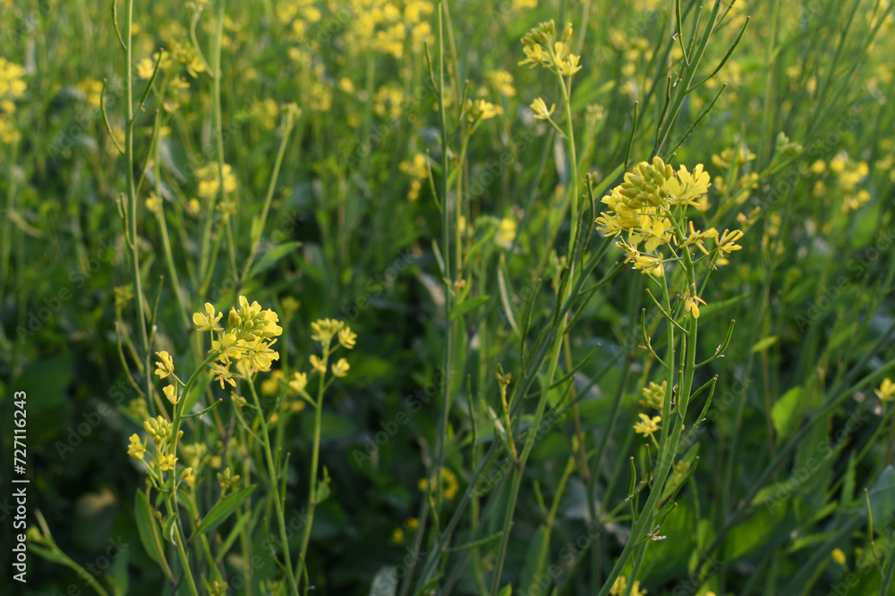 Obraz premium Mustard flower field is full blooming, yellow mustard field landscape industry of agriculture, mustard flowers closeup photo