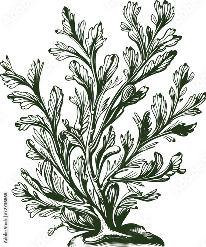 Seaweed hand drawn style. Vintage sketch engraving illustration.