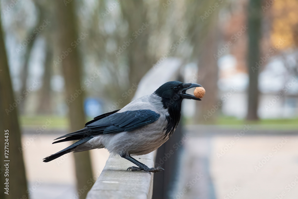 Crow in the city park holds nut in the beak Crow in the city park holds nut in the beak