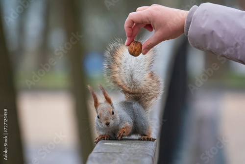 Funny squirrel lloks at the walnut in the human hand. photo