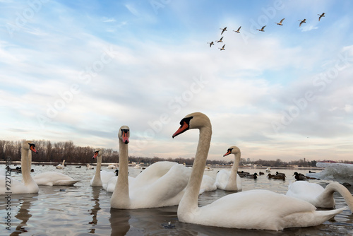 Flock of white swans on the river photo