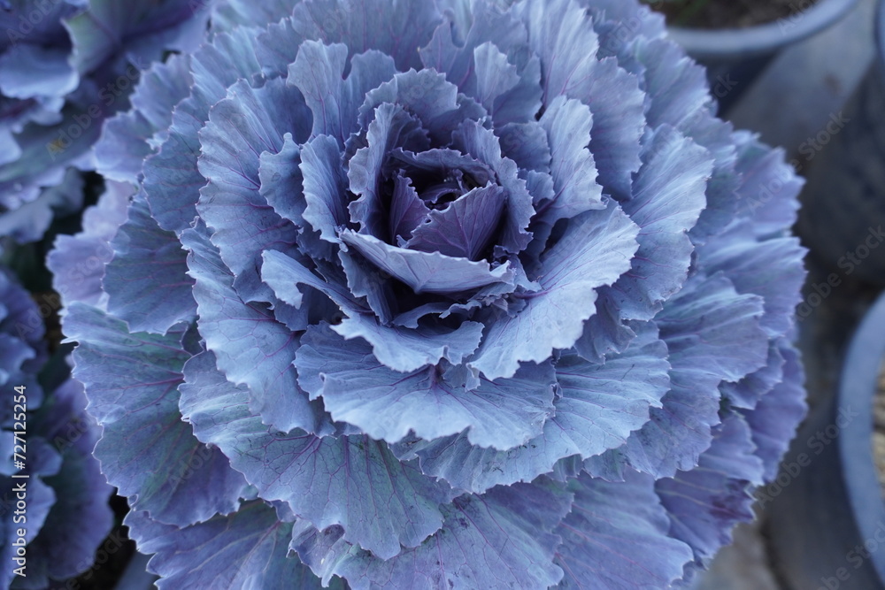 Organic Long-lived Cabbage in the garden with sunlight in northern of Thailand. Organic Long-lived Cabbage in the garden with sunlight in northern of Thailand.