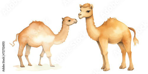 cute camel vector watercolor illustration