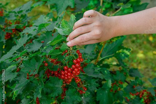 Dłoń pokazująca bujny krzak czerwonej porzeczki, dojrzałe czerwone owoce wiszą na gałązce 