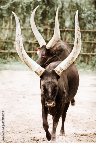 Ankole Watusi, Inyambo cattle in East Africa