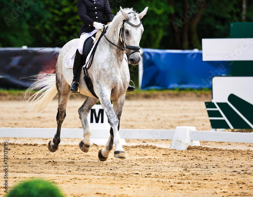 Horse dressage tournament horse in the dressage arena, close-up of the horse.