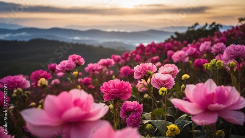 flower fields