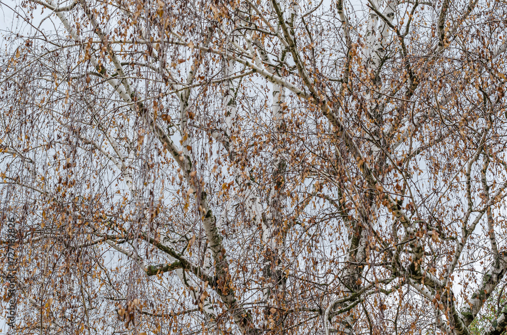 Detail of branches and leaves of a birch tree Detail of branches and leaves of a birch tree