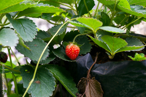A strawberry plant with a red ripe strawberry in the garden