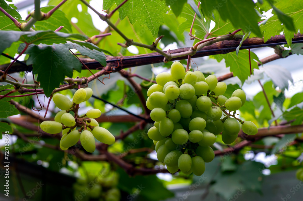 Close up of green grapes hanging on branch. Hanging grapes Close up of green grapes hanging on branch. Hanging grapes