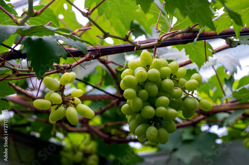 Close up of green grapes hanging on branch. Hanging grapes