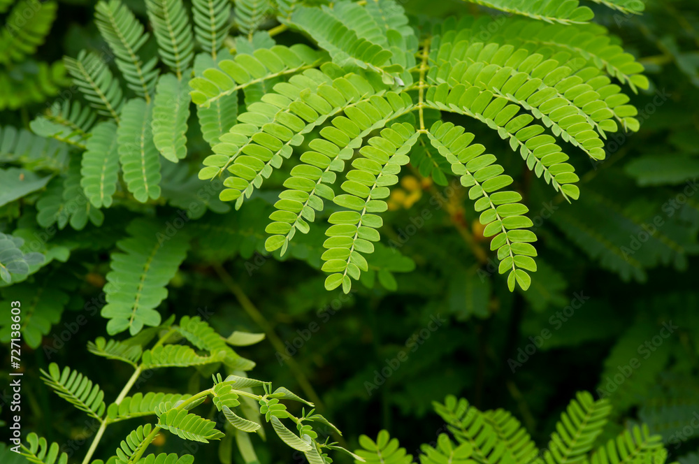 Petai leaves, a common name in Indonesia for Parkia speciosa leaves. Natural background Petai leaves, a common name in Indonesia for Parkia speciosa leaves. Natural background