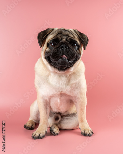 Cute Pug dog sitting on pink background. © Paopano