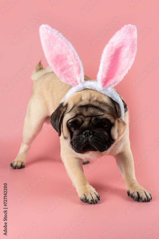 Funny Pug dog wearing Easter bunny ears on pink background.