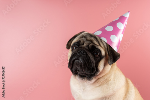 Funny Pug dog wearing happy birthday hat on pink background. © Paopano