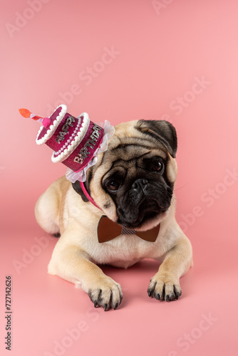 Funny Pug dog wearing pink happy birthday hat on pink background. © Paopano