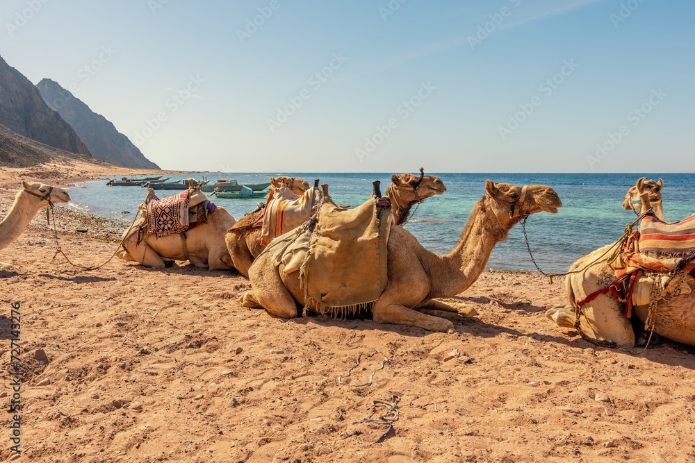 Fototapeta premium Camels on the shore of the Red Sea in the Gulf of Aqaba. Dahab, Egypt.