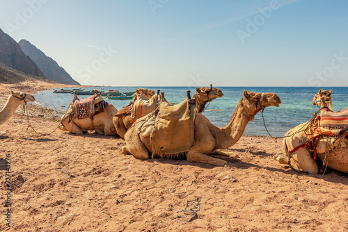 Camels on the shore of the Red Sea in the Gulf of Aqaba. Dahab, Egypt. © Paopano