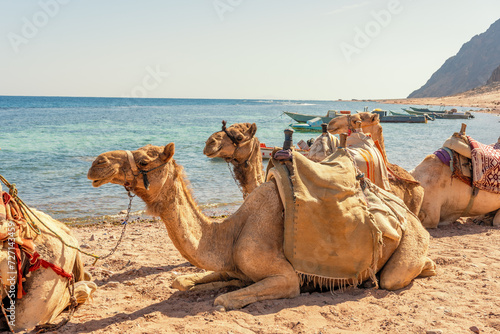 Camels resting on the Egyptian beach. Camelus dromedarius. Summertime outdoor.