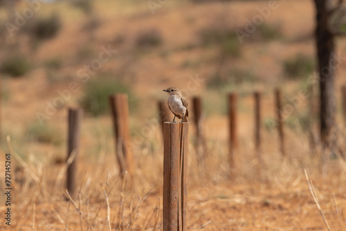 Marico flycatcher or Mariqua flycatcher - Bradornis mariquensis on post at light brown background. Photo from Kgalagadi Transfrontier Park in South Africa.