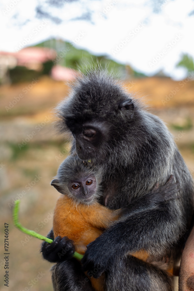 Silvery Lutung (Trachypithecus cristatus) in Southeast Asia Silvery Lutung (Trachypithecus cristatus) in Southeast Asia
