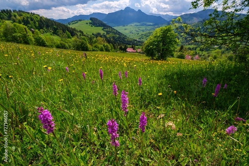 Fototapeta Naklejka Na Ścianę i Meble -  Meadow full of beautiful mountain flowers in the background of the Mala Fatra mountains. Discover the spring beauty of the mountains.