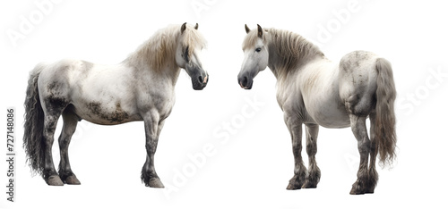 Draft horse illustration. A white horse on the white background.