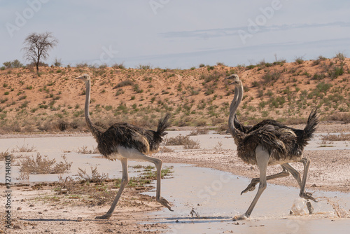 Two common ostriches - Struthio camelus (australis) running through water with red dunes in background.. Photo from Kgalagadi Transfrontier Park in South Africa.