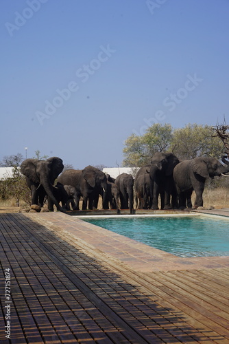 Photography elephants piscine safari lodge adrique