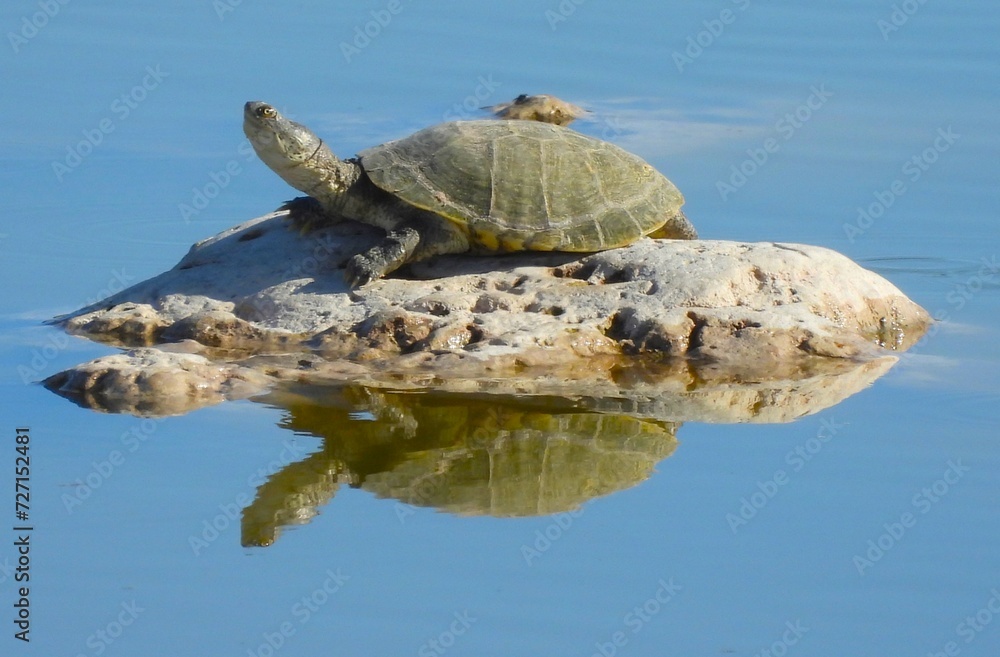 A fresh water terrapin in the desert of Namibia