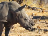 Horned White Rhino in Namibia