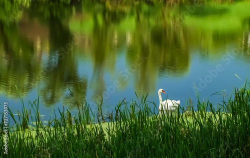 White swan on a pond in early spring.