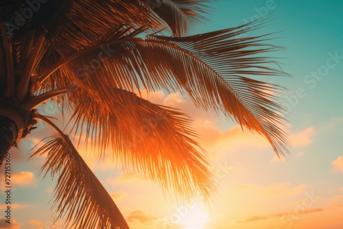 Palm trees at sunset © Artur