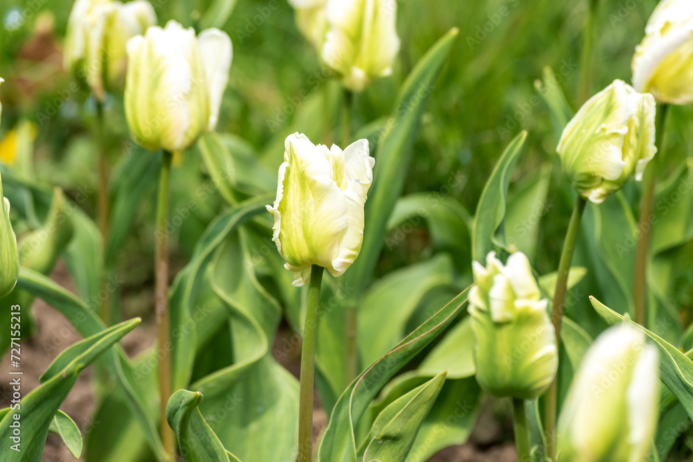 View of beautiful yellow tulips flowers.
