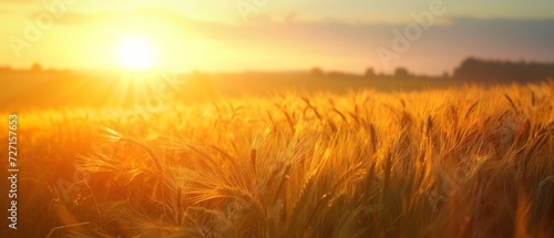 Golden Wheat Field at Sunset