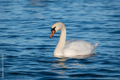 swan in the water