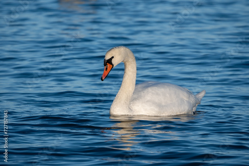 swan in the water