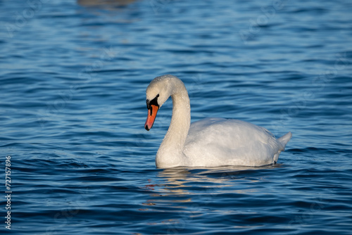 swan on the water