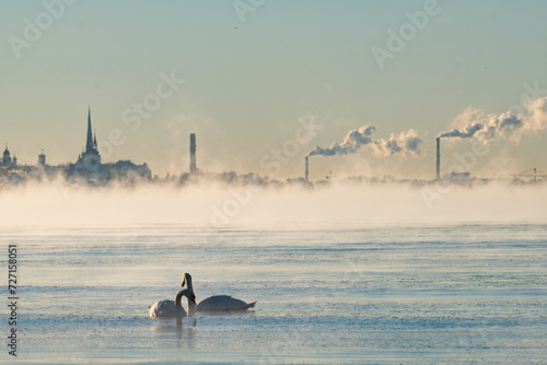 Mute swans in frosty water
